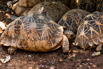 Group of tortoise resting under a tree shadow in sunny day.