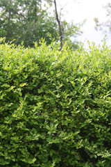 Fototapeta na wymiar Boxwood hedge in springtime