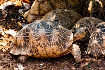 Group of tortoise resting under a tree shadow in sunny day.