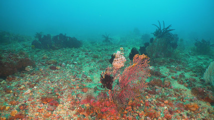 Beautiful soft coral in tropical sea. Wonderful and beautiful underwater world with corals. Philippines, Mindoro.