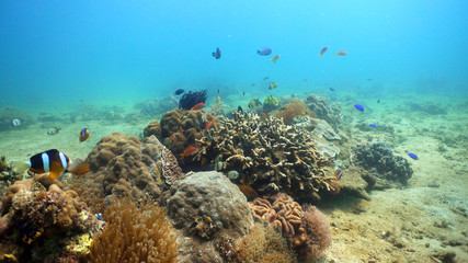 Fish and coral reef at diving. Wonderful and beautiful underwater world with corals and tropical fish. Hard and soft corals. Philippines, Mindoro. Diving and snorkeling in the tropical sea.