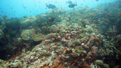 Plakat Tropical fish on coral reef at diving. Wonderful and beautiful underwater world with corals and tropical fish. Hard and soft corals. Philippines, Mindoro.