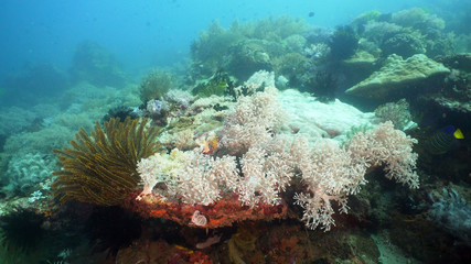Naklejka na ściany i meble Beautiful soft coral in tropical sea. Wonderful and beautiful underwater world with corals. Philippines, Mindoro.