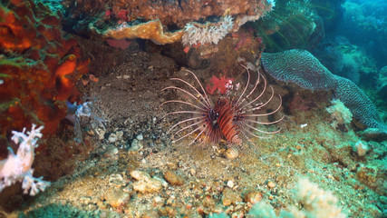 Lionfish on coral reef. Dive, underwater world, corals and tropical fish. Philippines, Mindoro. Diving and snorkeling in the tropical sea. Travel concept.