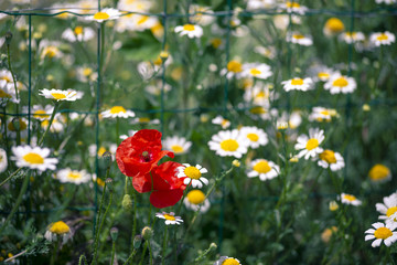 Poppies among daisies