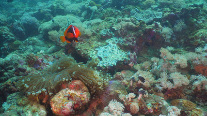 Fototapeta na wymiar Clown Anemonefish in actinia on coral reef. Amphiprion percula. Mindoro. Underwater coral garden with anemone and clownfish. Philippines