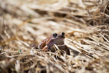 A beautiful brown frog sitting in dried grass in early spring sunny day. Closeup of a frog. Shallow depth of field.
