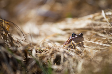A beautiful brown frog sitting in dried grass in early spring sunny day. Closeup of a frog. Shallow depth of field.