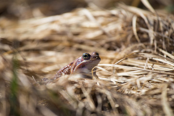 A beautiful brown frog sitting in dried grass in early spring sunny day. Closeup of a frog. Shallow depth of field.