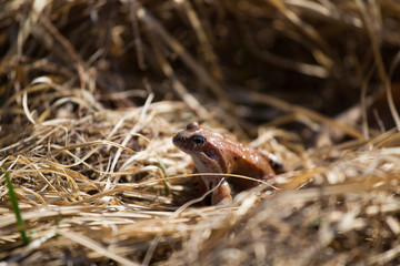 A beautiful brown frog sitting in dried grass in early spring sunny day. Closeup of a frog. Shallow depth of field.