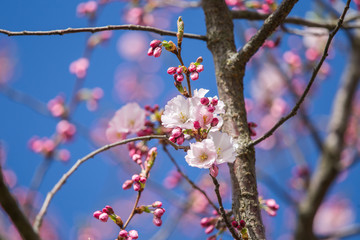 A beautiful sakura cherry blossoms in a sunny spring day. Cherry flowers in natural habitat. Sakura growing in park. Oriental spring atmosphere.
