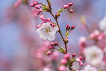 A beautiful sakura cherry blossoms in a sunny spring day. Cherry flowers in natural habitat. Sakura growing in park. Oriental spring atmosphere.