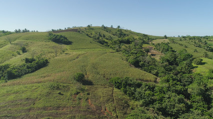 Green corn fields in the hills, Philippines, Luzon. Corn field in agricultural farmland, rural landscape with blue sky.