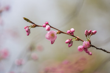 A beautiful sakura cherry blossoms in a sunny spring day. Cherry flowers in natural habitat. Sakura growing in park. Oriental spring atmosphere.