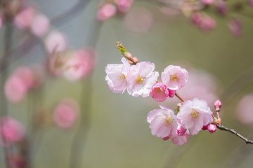 A beautiful sakura cherry blossoms in a sunny spring day. Cherry flowers in natural habitat. Sakura growing in park. Oriental spring atmosphere.