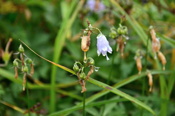 Alpine plant wet by the dew