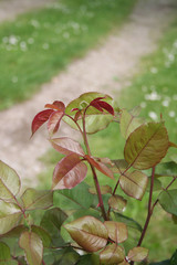 Rose shrub in the garden in springtime