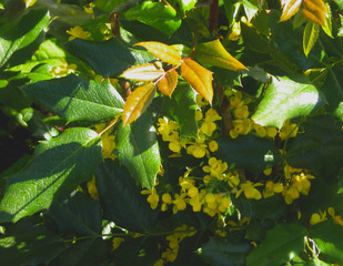 Magnificent evergreen ornamental shrub mahonia  during flowering in small yellow flowers Oregon graperoot in early summer on a clear sunny day