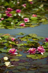 Fototapeta premium Water lilies
