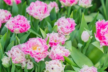 Fototapeta na wymiar fresh colorful field of pink tulips, floral background