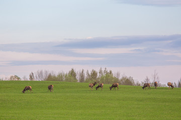 Beautiful deer flock grazing in the spring meadow. Dears in the field. Colorful spring landscape.