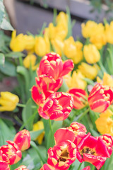 close up of field of colorful blooming spring tulips