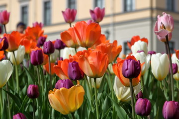 Kolorowe, pomarańczowe, kremowe, fioletowe tulipany kwitnące w miejskim parku, w tle rozmyty...