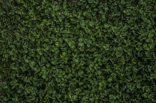 Ground Ivy Detail Picture