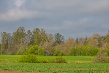 A beautiful, bright spring landscape of a field and trees. Refreshing atmosphere.