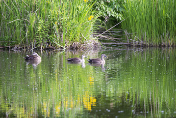 Spot billed ducks on the pond in early summer.
