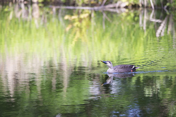 Spot billed duck swims on the pond in early summer.
