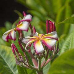 the flower of the plumeria red on the branch, next to the unrevealed buds, against the background of the leaves of the plant, and the blurry background in the rainforest.
