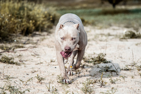 Pitbull American Bully 