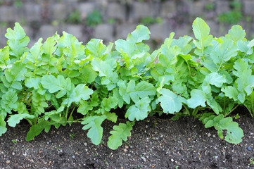 Japanese radish-7