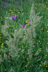 Sommer Blumen Wiese mit Gräsern und Blüten