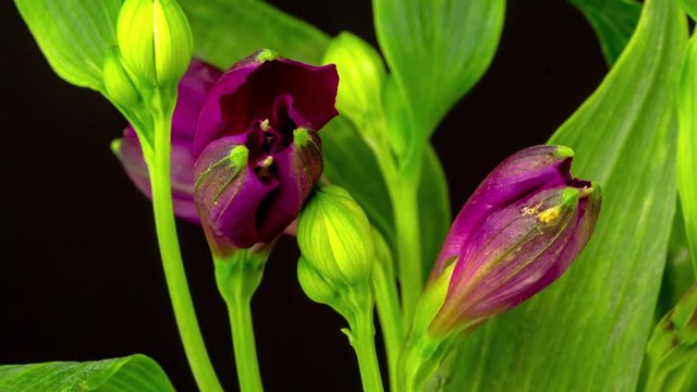 4k moving and rotating dolly time lapse of a alstroemeria or Peruvian lily growing, blooming and blossoming on a dark background