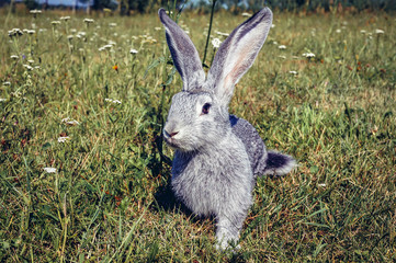 Grey rabit on a meadow in Masovian Region of Poland