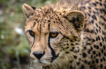 Close up on a head of wild cat cheetah