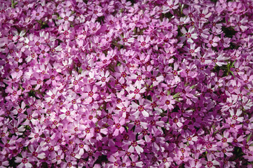 Pink flowers of Phlox subulata flowering plant in garden, commonly known as moss phlox or creeping phlox