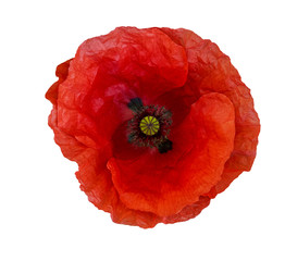 Single red  poppy isolated on white background.Top view