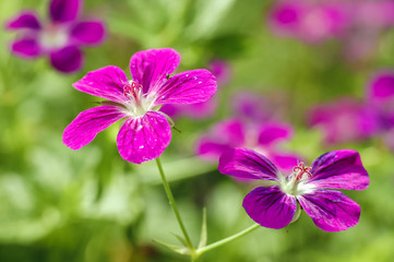 Geranium palustre flowers commonly known as Marsh Cranesbill