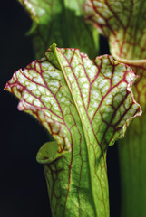 Close up on a Sarracenia commonly known as Trumpet Pitcher carnivorous plant