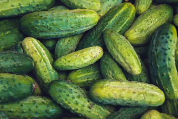 Heap of green Polish fresh cucumbers