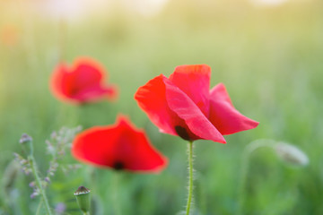 wild poppies on meadow
