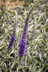 Obraz premium Close up on a Veronica spicata plant in the garden commonly known as Spiked speedwell