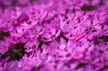 Pink flowers of Phlox subulata flowering plant in garden, commonly known as moss phlox or creeping phlox