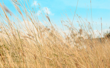 Dry grass with lovely blue sky. blurry