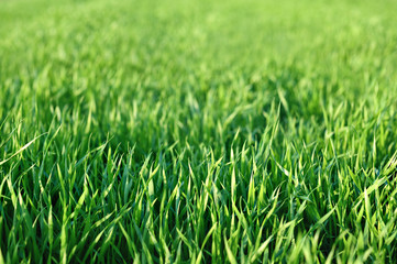 Green grass close up