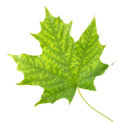 Norway maple leaf with interveinal chlorosis isolated on white background