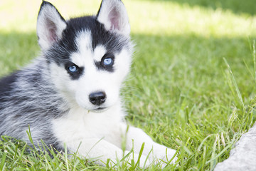 siberian husky puppy